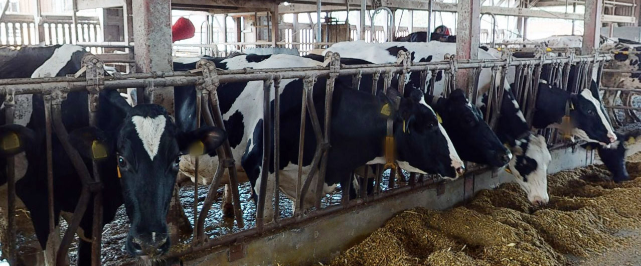 フリーストール牛舎